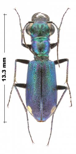 Réf. 245 285 : Prothyma concinna cursor